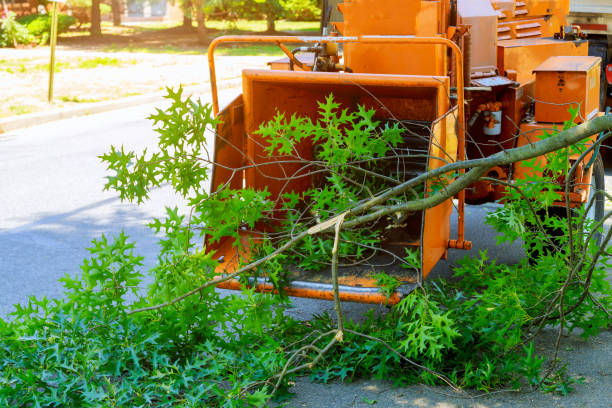 How Our Tree Care Process Works  in  Stem, NC