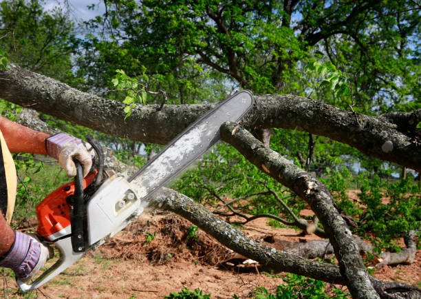 Stem, NC Tree Care Services Company